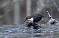 Fossekall - White-throated dipper (Cinclus cinclus) 